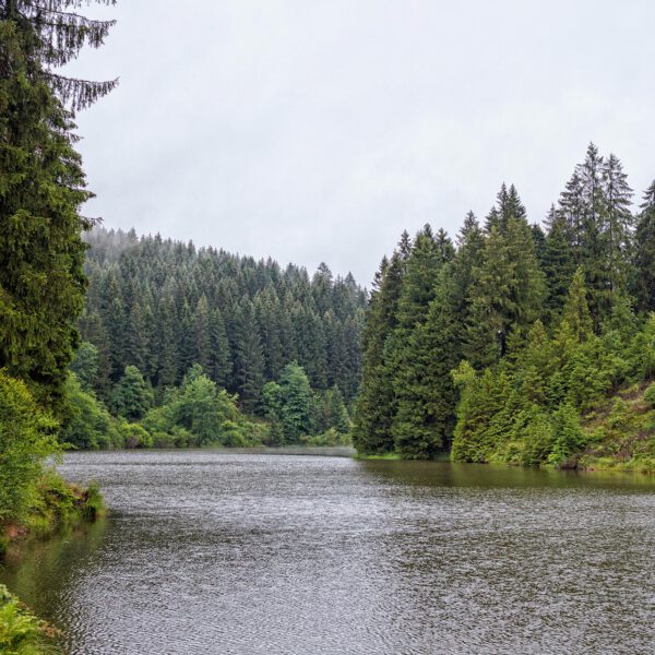 Grumbacher Teich im Harz