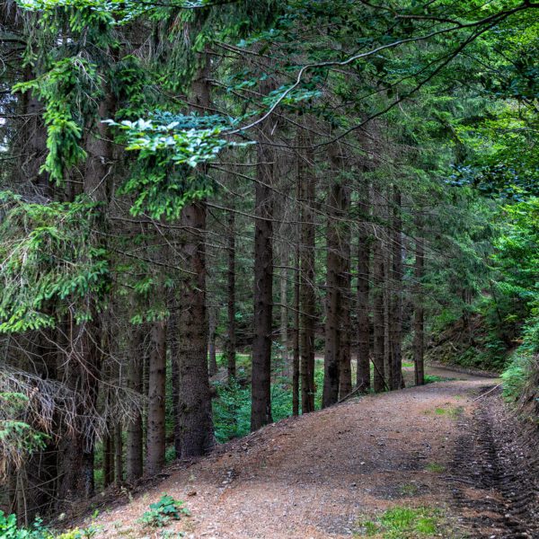 Wandern um Lautenthal