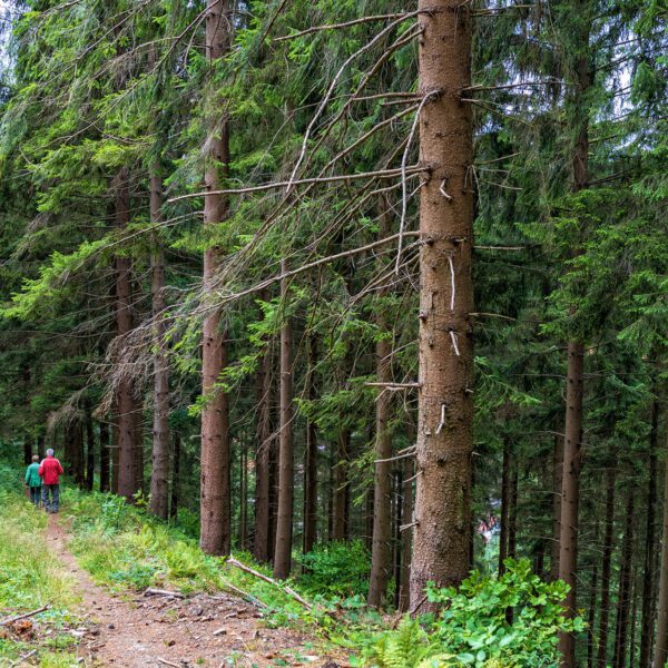 Wandern um Lautenthal