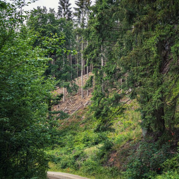 Wandern um Lautenthal