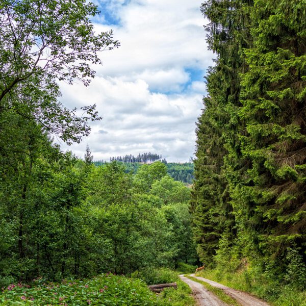 Wandern im Harz