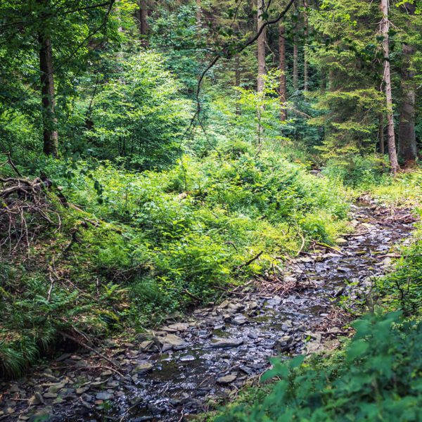 Wandern im Harz